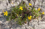 Creeping woodsorrel